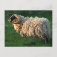 Blackface Sheep, Isle of Lewis, Outer Hebrides