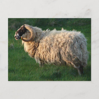Blackface Sheep, Isle of Lewis, Outer Hebrides Postcard