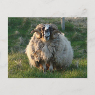 Blackface Sheep, Isle of Lewis, Outer Hebrides, Sc Postcard