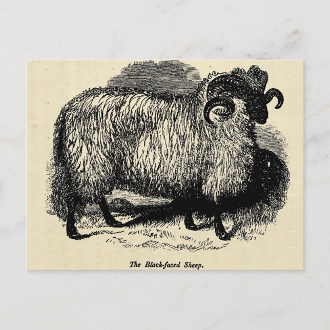 Blackface Sheep Postcard (Front)