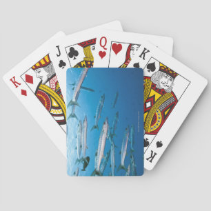 Blackfin Barracuda Playing Cards