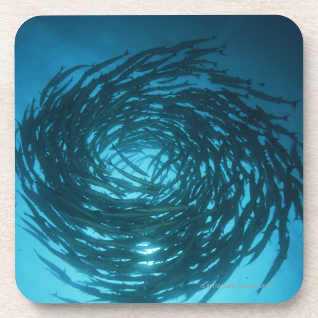 Blackfin barracuda swimming in circles coaster (Front)