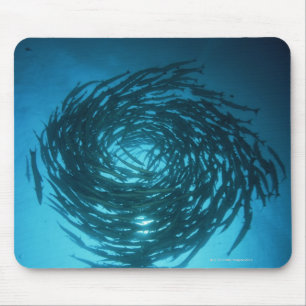 Blackfin barracuda swimming in circles mouse pad