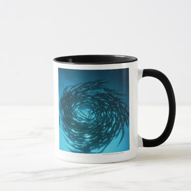 Blackfin barracuda swimming in circles mug (Right)