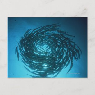 Blackfin barracuda swimming in circles postcard