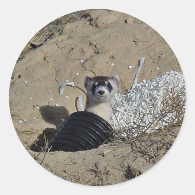 Blackfooted Ferret Classic Round Sticker (Front)