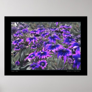 Blacklight Moment in the Gloriosa Poster