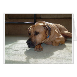 blackmouth cur laying