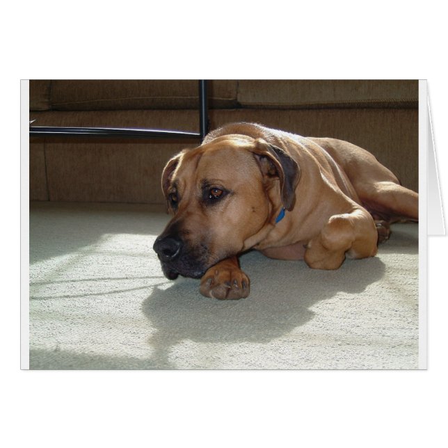 blackmouth cur laying (Front Horizontal)