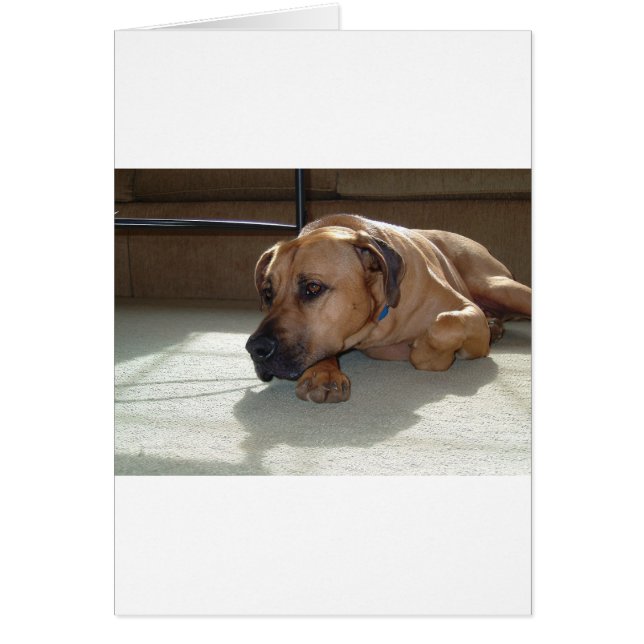 blackmouth cur laying (Front)