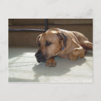 blackmouth cur laying