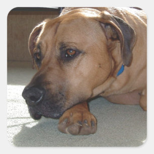 blackmouth cur laying square sticker