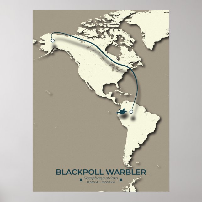 Blackpoll Warbler Migration Map – Minimalist  Poster (Front)
