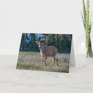 Blacktail Deer Buck Olympic National Park Card