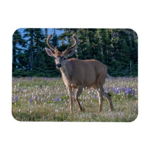 Blacktail Deer Buck Olympic National Park Magnet