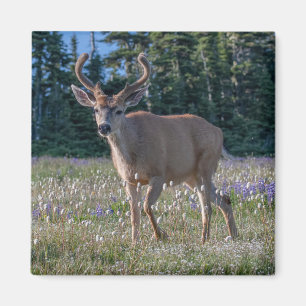Blacktail Deer Buck Olympic National Park Magnet