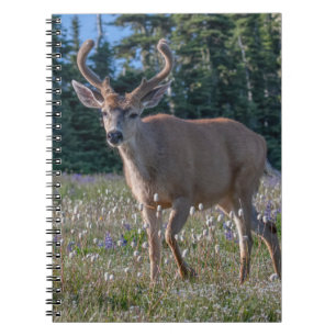 Blacktail Deer Buck Olympic National Park Notebook