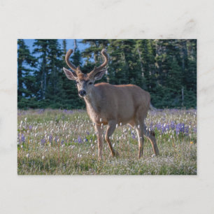 Blacktail Deer Buck   Olympic National Park Postcard