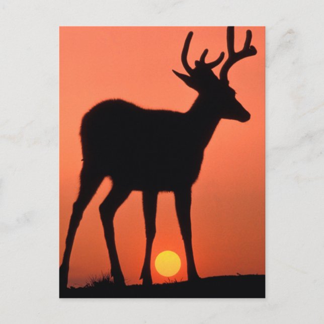 Blacktail or Mule Deer | Olympic National Park Postcard (Front)