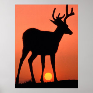 Blacktail or Mule Deer   Olympic National Park Poster