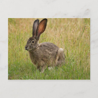 Blacktailed Jackrabbit in Field Postcard