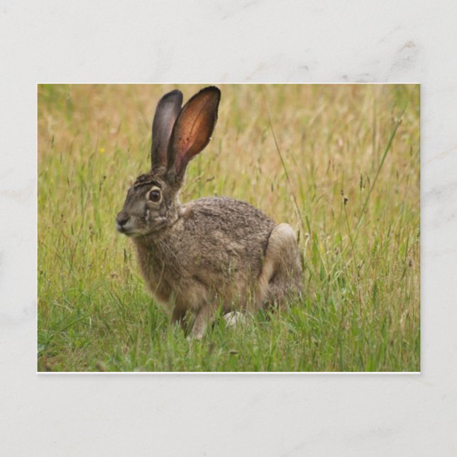 Blacktailed Jackrabbit in Field Postcard (Front)
