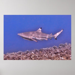 Blacktip Reef Shark on the Reef Poster