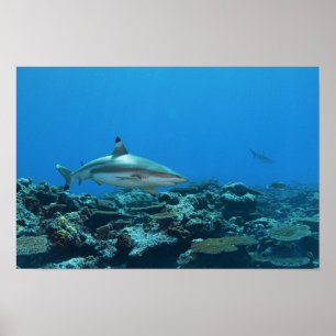 Blacktip Reefshark at coral reef of Yap Island Poster