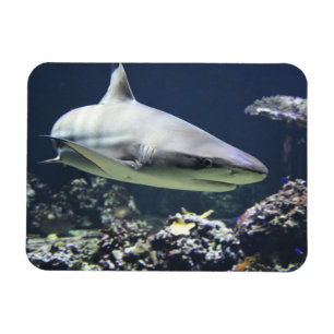 Blacktip Shark Swimming in Coral Magnet