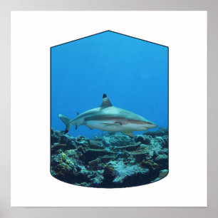 Blacktip Shark, Yap Island - Photographic Design Poster