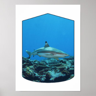 Blacktip Shark, Yap Island - Photographic Design Poster