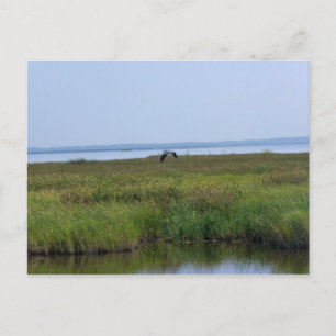 Blackwater National Wildlife Refuge Postcard