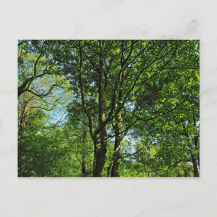 Blackweir Woods, Bute Park, Cardiff Wales Postcard