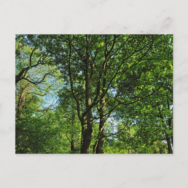 Blackweir Woods, Bute Park, Cardiff Wales Postcard (Front)