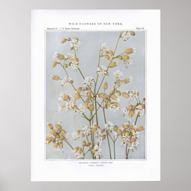 Bladder Campion; White Ben - Silene latifolia Poster (Front)