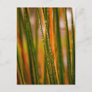 Blades of grass postcard