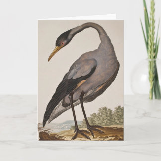 Blank 18th century Heron Notecard