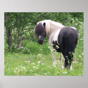 Blank and WhitePiebald Pony in a Wildflower Meadow Poster