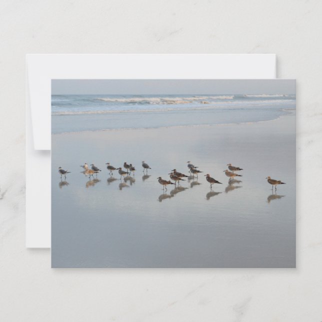Blank Back Shorebirds On the Beach Nature Thank You Card (Front)