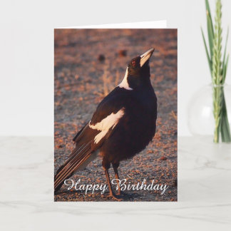 Blank birthday card - Australian Magpie