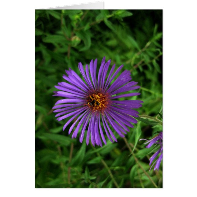 Blank-Blue Flower (Front)