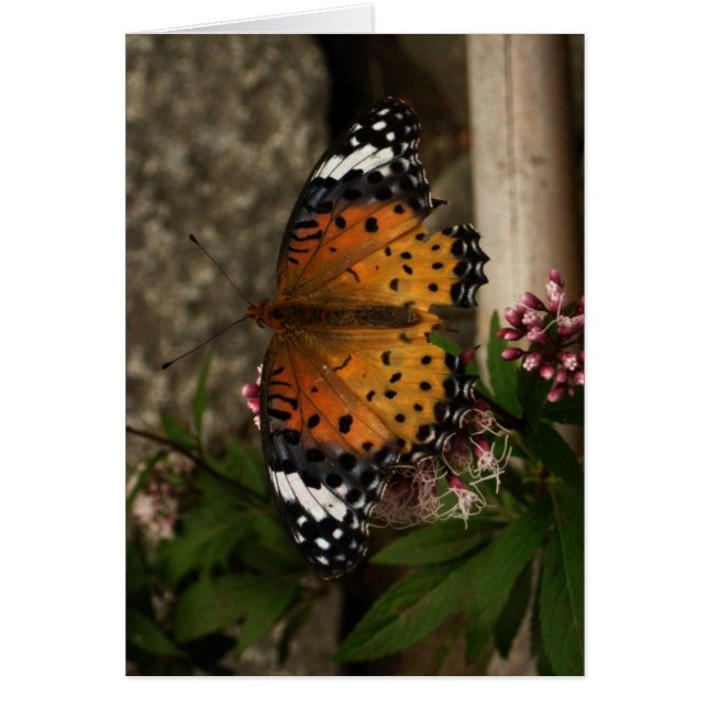 Blank-Butterfly (Front)