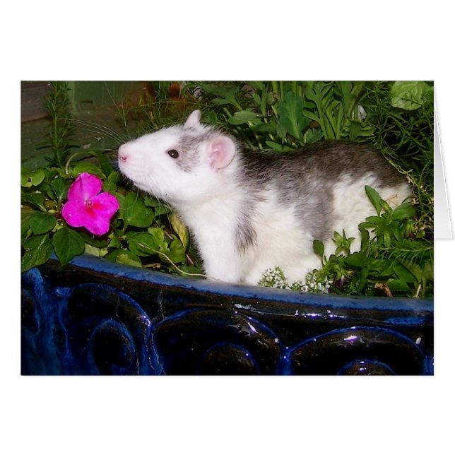 Blank Card (Front Horizontal)