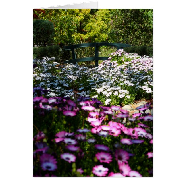 Blank Card, African Daisies (Front)