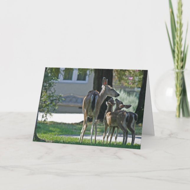 Blank Card, Baby Deer Card (Front)