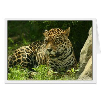 Blank Card- Jaguar Photo