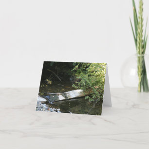 Blank Card, Muir Woods Thank You Card