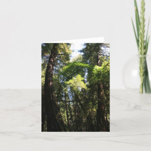 Blank Card, Muir Woods Thank You Card