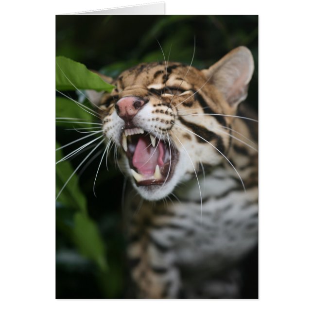 Blank card - Ocelot snarl (Front)