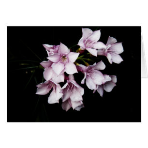 Blank Card - Pink Oleander